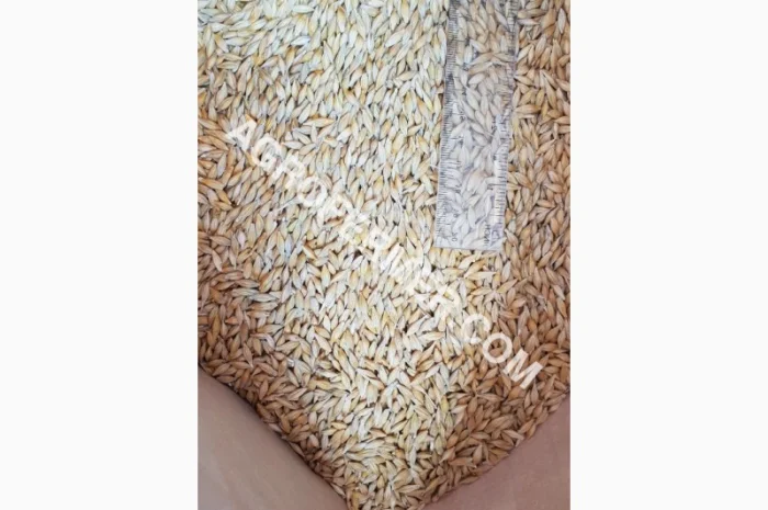 Семена ячменя ADDISON ярый канадский сорт- фото № 5