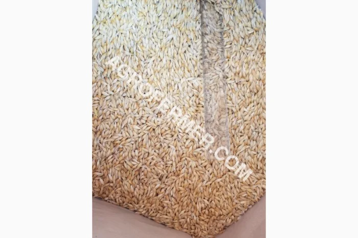 Семена ячменя ADDISON ярый канадский сорт- фото № 4