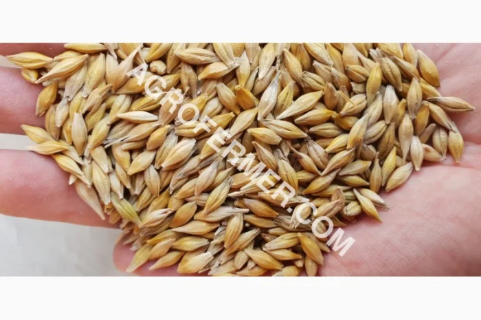 Семена ячменя ADDISON ярый канадский сорт- фото № 3