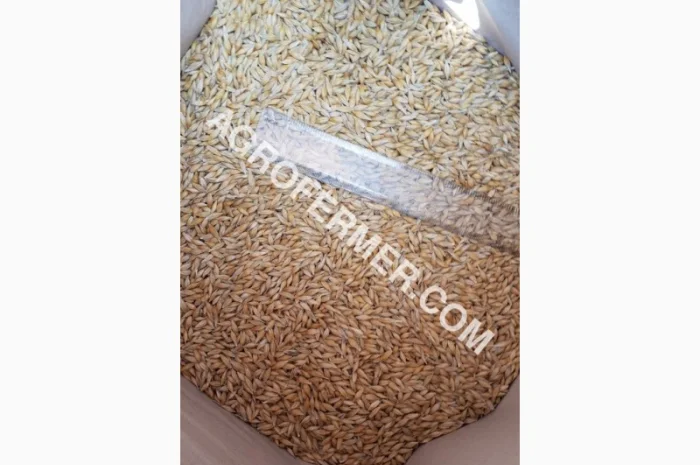 Семена ячменя ADDISON ярый канадский сорт- фото № 17