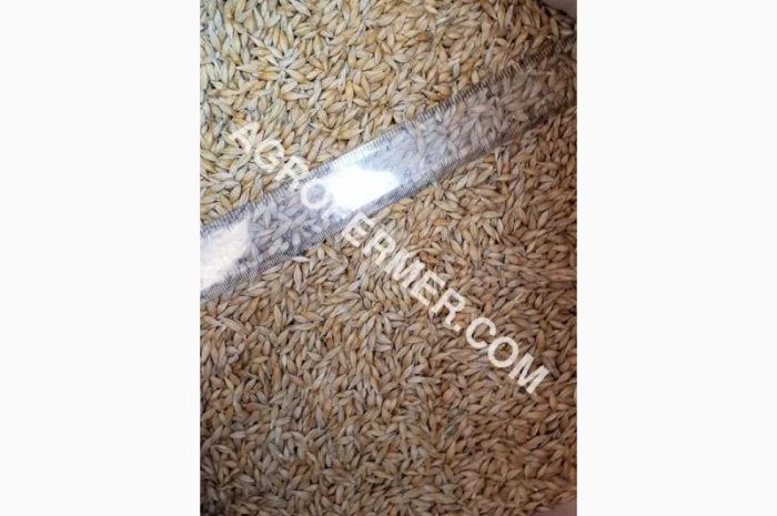 Семена ячменя ADDISON ярый канадский сорт- фото № 16