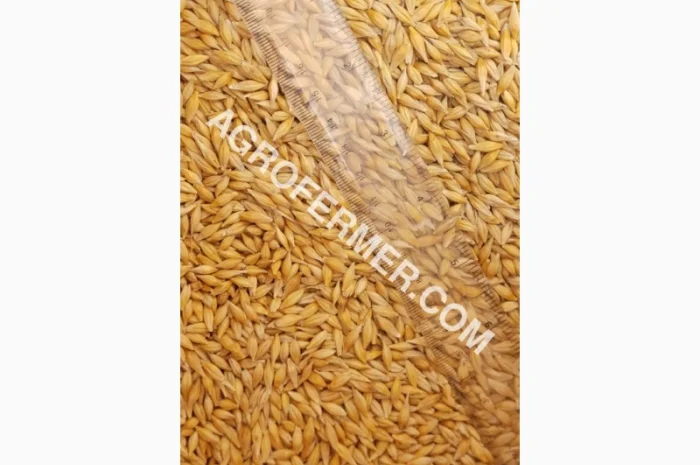 Семена ячменя ADDISON ярый канадский сорт- фото № 15