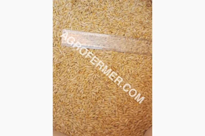 Семена ячменя ADDISON ярый канадский сорт- фото № 14