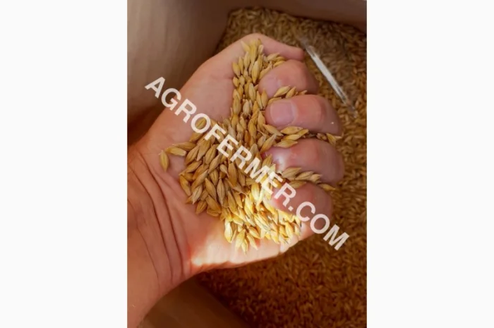 Семена ячменя ADDISON ярый канадский сорт- фото № 13