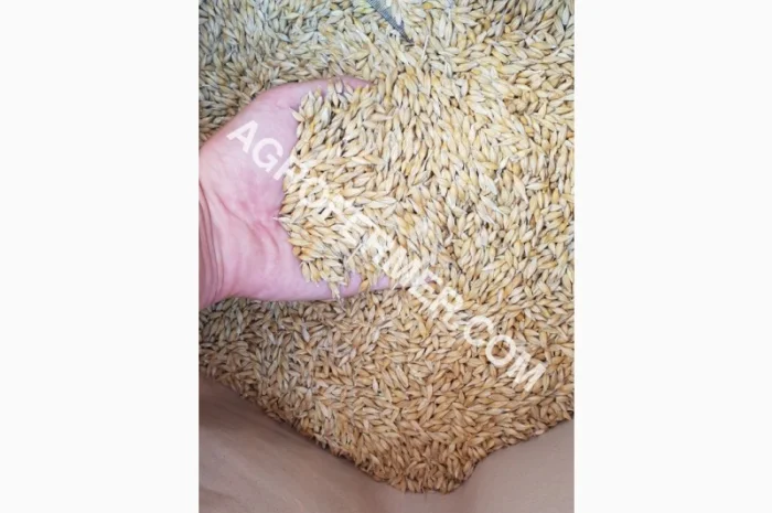 Продаю озимий ячмінь NORMAN- фото № 2