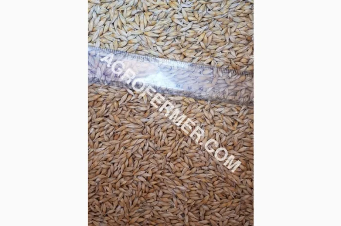 Семена ячменя STOKE канадський ярий для продажу- фото № 1