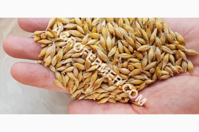 Продажа семян ячменя MARSHALL канадского сорта- фото № 1