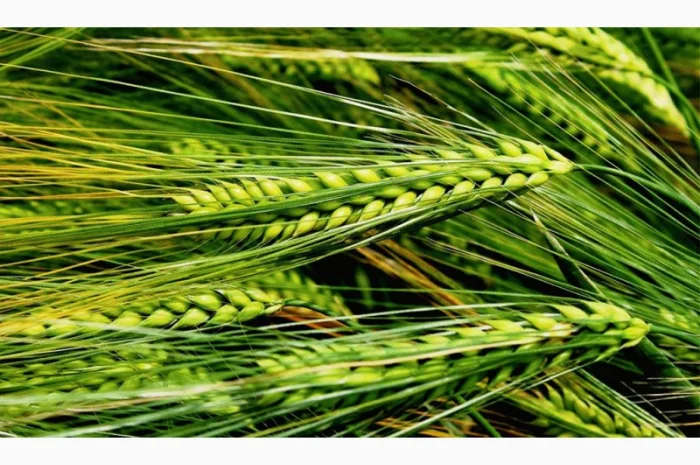 Семена ярового ячменя донецкий 14, донецкий 15, сталкер, аватар, адапт- фото № 1