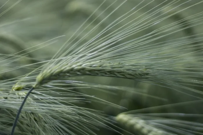 Насіння озимого ячменю Луран від Selgen- фото № 1