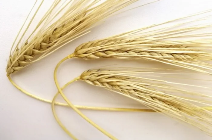 Насіння озимого ячменю Девятий вал- фото № 1