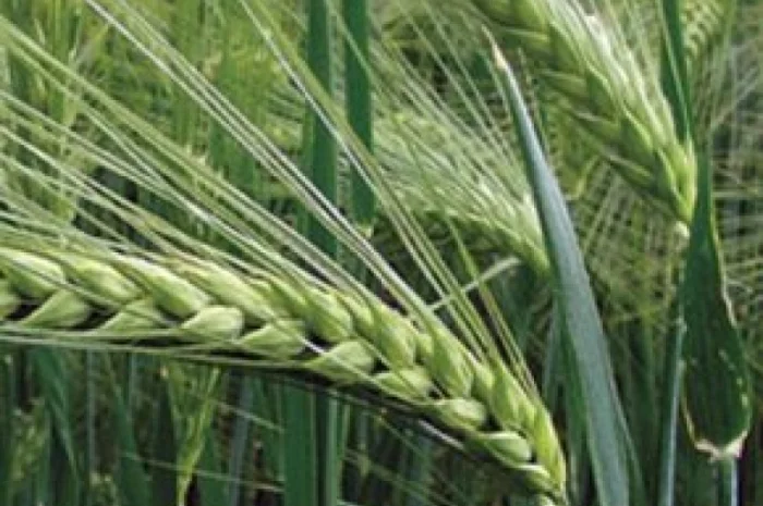 Насіння озимого ячменю Saaten Union Майбріт Еліта в продаже- фото № 1