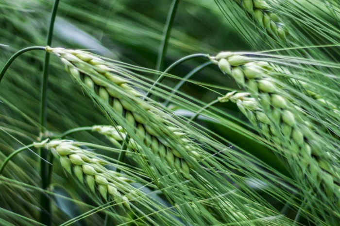 Насіння озимого ячменя Тітус от Saaten Union- фото № 1