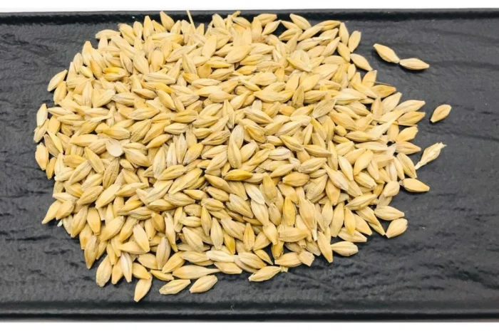 Куплю ячмінь на постійній основі- фото № 1