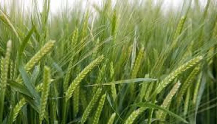 Семена ячменя озимого Лорелей- фото № 1