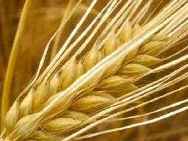 Насіння ячменю озимого ВІНТМАЛЬТ KWS Німеччина на продаж- фото № 1