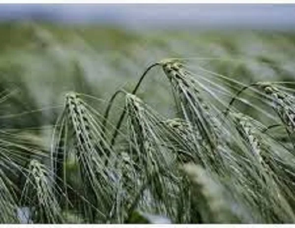 Семена ячменя озимого ЛЕСТЕР з Чехії- фото № 1