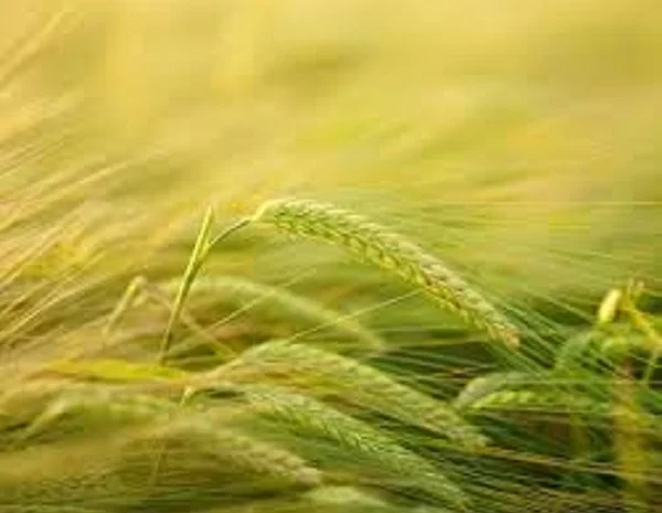 Насіння ячменю озимого ТИТУС від виробника- фото № 1