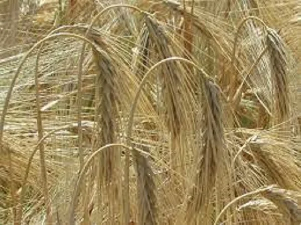 Семена ячменя озимого ХАННЕЛОРЕ на продаж- фото № 1