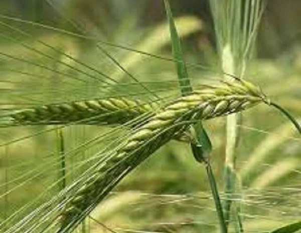 Семена ячменя озимого ХАЙДИ від Saatbau Linz- фото № 1