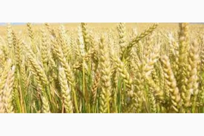 Семена ячменя озимого сорта СНЕЖНАЯ КОРОЛЕВА- фото № 1