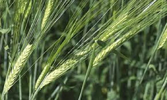 Продаж ячменю озимого Паладин- фото № 1