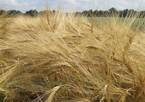 Продаж насіння ячменя озимого МЕРИДІАН KWS- фото № 1