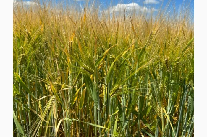 Ячмінь озимий Кайлін на продаж- фото № 1