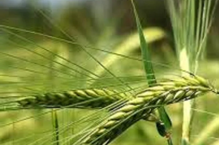 Продаж озимого ячменю Сандра- фото № 1