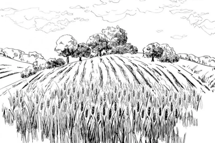 Закупівля ЯЧМІНЯ нового врожаю- фото № 1