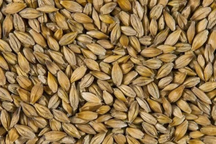 Закупівля ячменю пивоварного- фото № 1