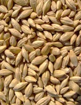 Ячмінь ярий Подив, 1 генерація- фото № 1