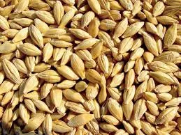 Куплю ячмень- фото № 1