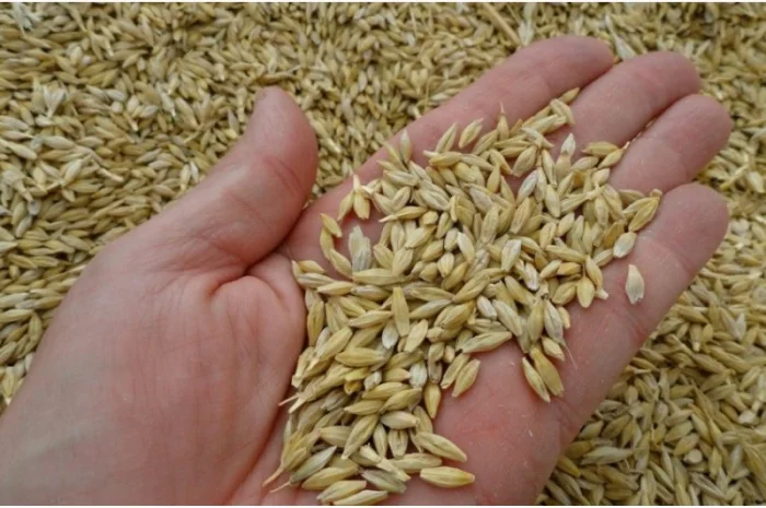 Ячмень Куплю, вся Полт.обл- фото № 1