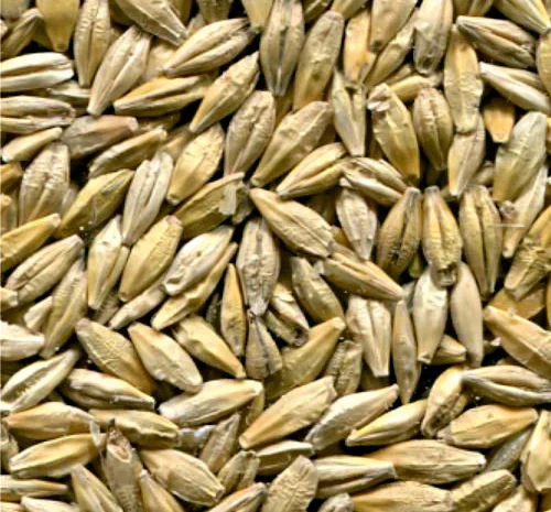 Закупаем оптом Ячмень.Возможно самовывоз, Кременчуг- фото № 1