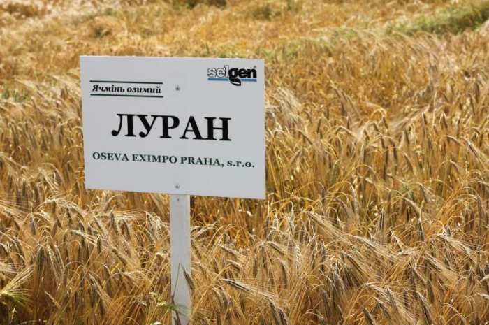 Озимий ячмінь Луран Selgen Чехія -1 репродукція- фото № 2