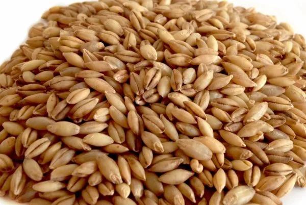 Купуємо ячмінь- фото № 1