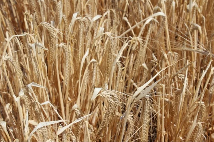 Яровой ячмень Буффало- фото № 1