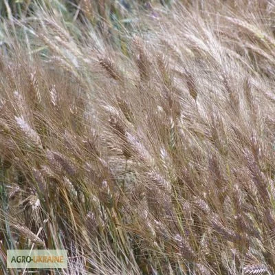 Семена ячменя озимого - сорт Девятый Вал- фото № 1