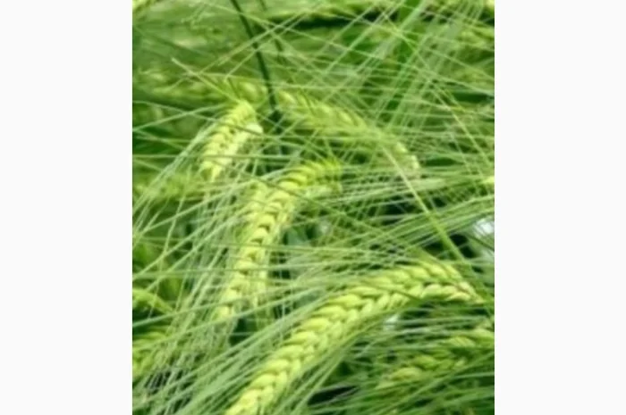 Продам посівний ячмінь, сорт «Гладіс»- фото № 1