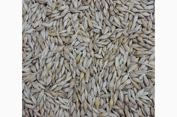 Купуємо ячмінь- фото № 1