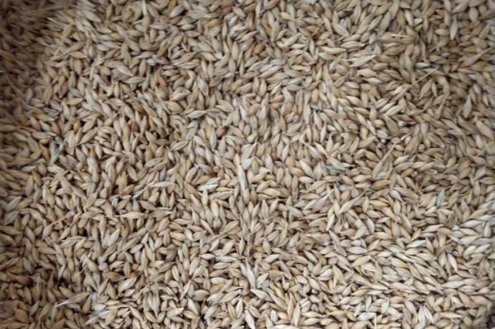 Насіння озимого ячменю Дев'ятий Вал- фото № 1