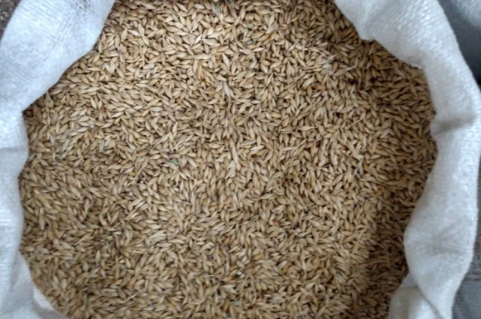 Насіння озимого ячменю Дев'ятий Вал- фото № 3