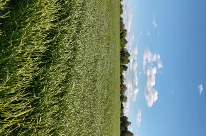 Насіння озимого ячменю Дев'ятий Вал- фото № 4