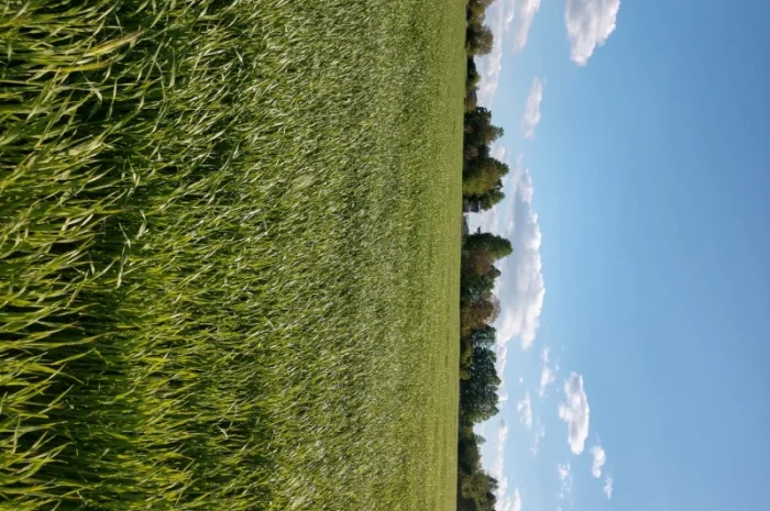 Насіння озимого ячменю Дев'ятий Вал- фото № 5