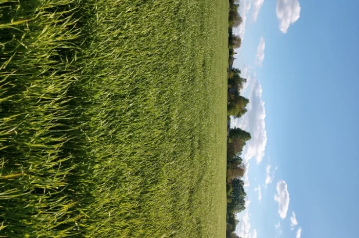 Насіння озимого ячменю Дев'ятий Вал- фото № 6