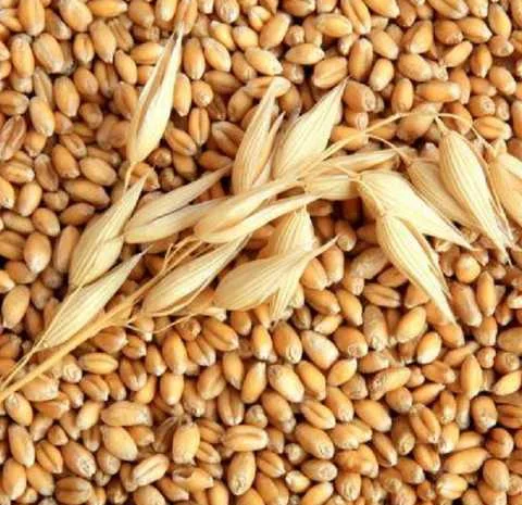 Куплю ячмінь- фото № 1