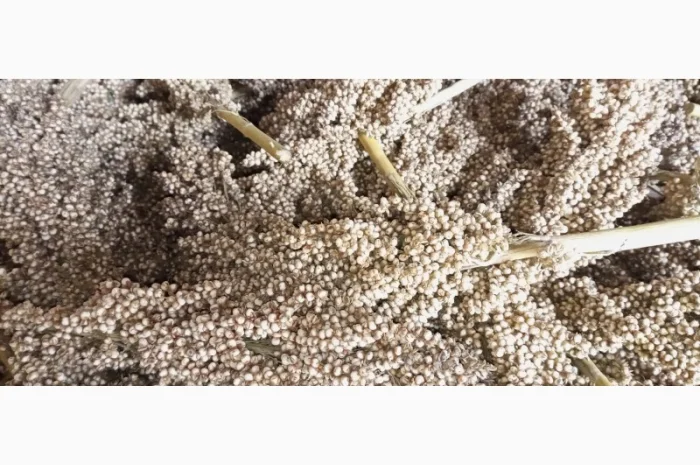 Зерно сорис- фото № 1