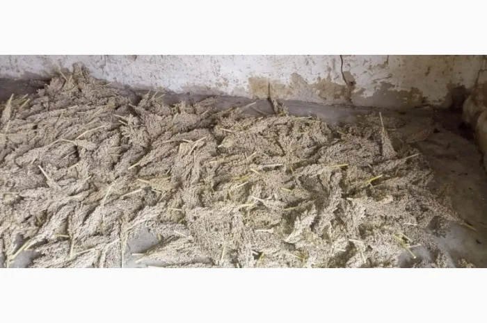 Зерно сорис- фото № 2