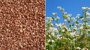 Покупка гречки в великих і малих об'ємах- фото № 1