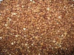 Гречка сорт Антарія еліта на продаж- фото № 1